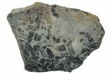 Pennsylvanian Fossil Fern (Neuropteris) Plate - Kentucky #258798-1